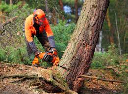 Best Storm Damage Tree Cleanup  in Kaibab Estates West, AZ